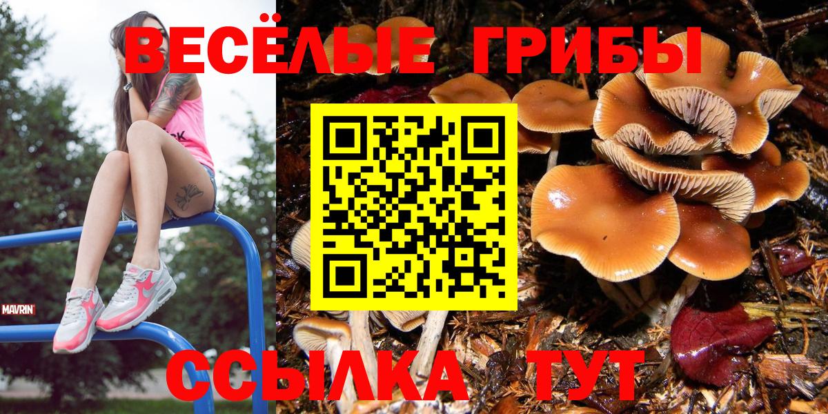 Красноармейск  закладка  Вход с VPN  Галлюциногенные грибы мицелий 